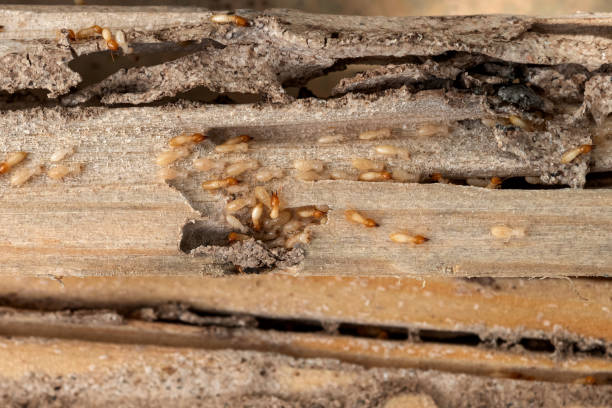 Best Exterminator Services  in Bellevue, NE