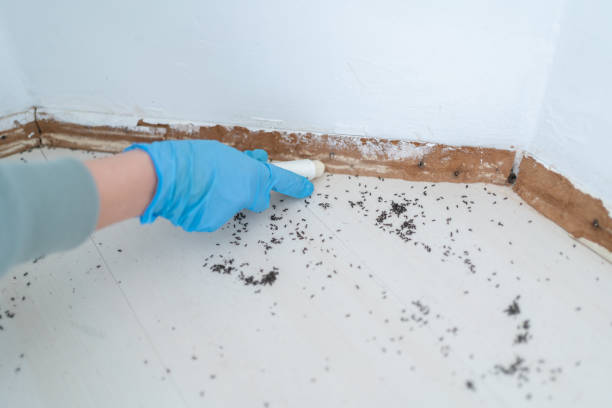 Pest Control Cost in Bellevue, NE